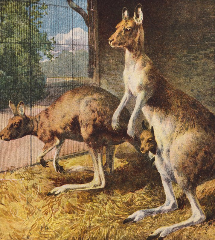 Cangurus (litografia a cores) de English School