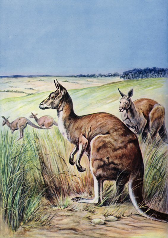 Cangurus, Austrália (lito colorido) de English School