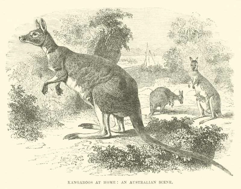 Cangurus em casa, uma cena australiana de English School