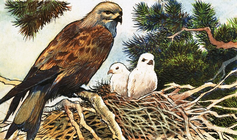 Kestrel e pintinhos de English School