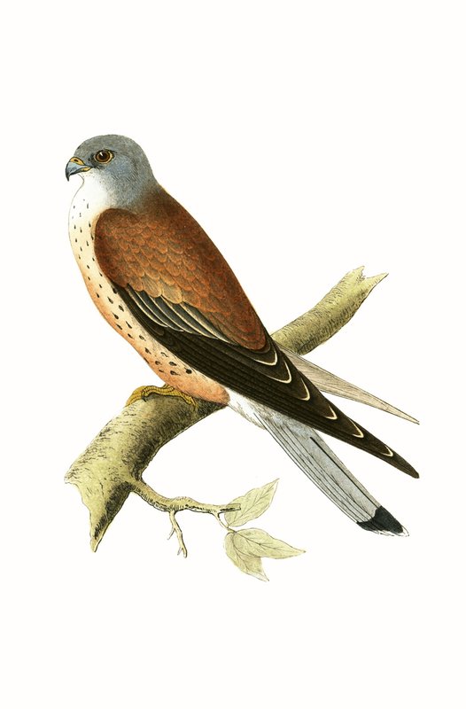 Kestrel, ilustração de "Uma História das Aves da Europa Não Observadas nas Ilhas Britânicas", de Charles Robert Bree (1811-1886), publicada em 1867. de English School