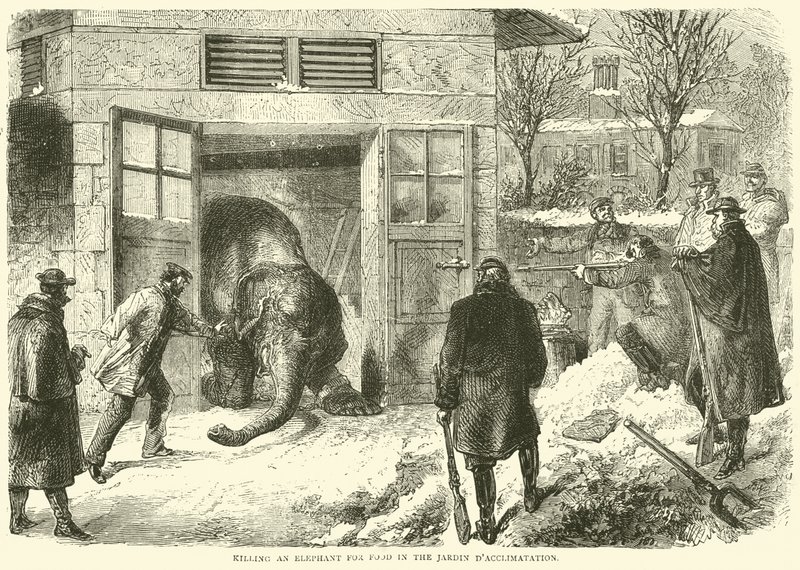 Matando um elefante por comida no Jardin dAcclimatation, novembro de 1870 de English School