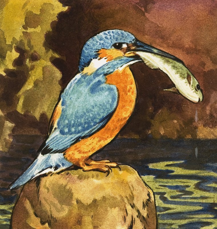 Martim-pescador com peixe de English School