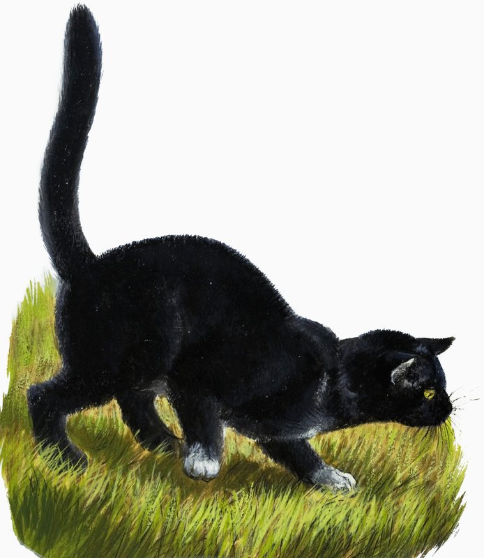 Gatinho de English School