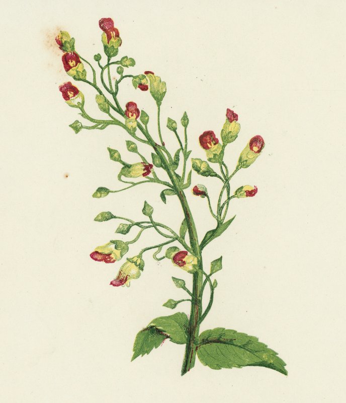 Figueira-da-índia, Scrophularia Nodosa (litografia a cores) de English School