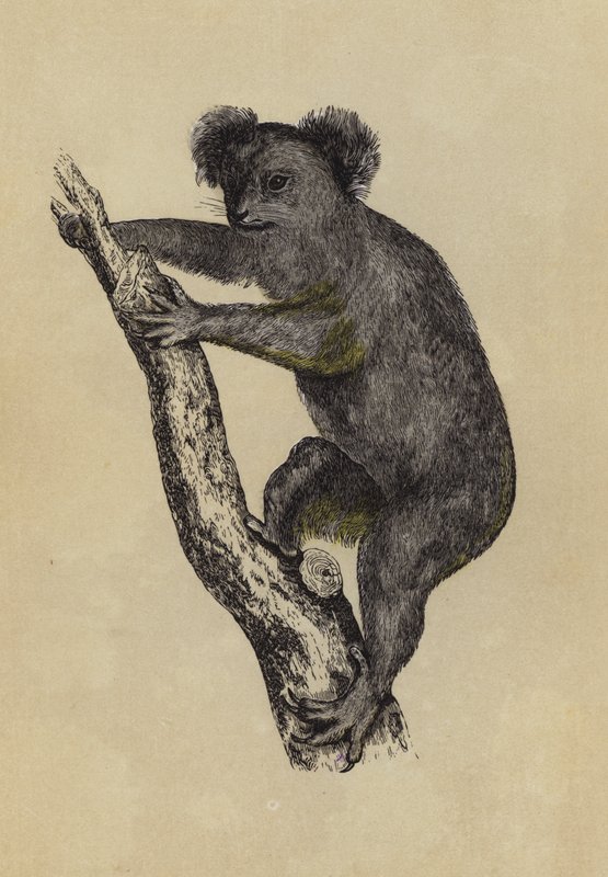 Koala (litografia a cores) de English School