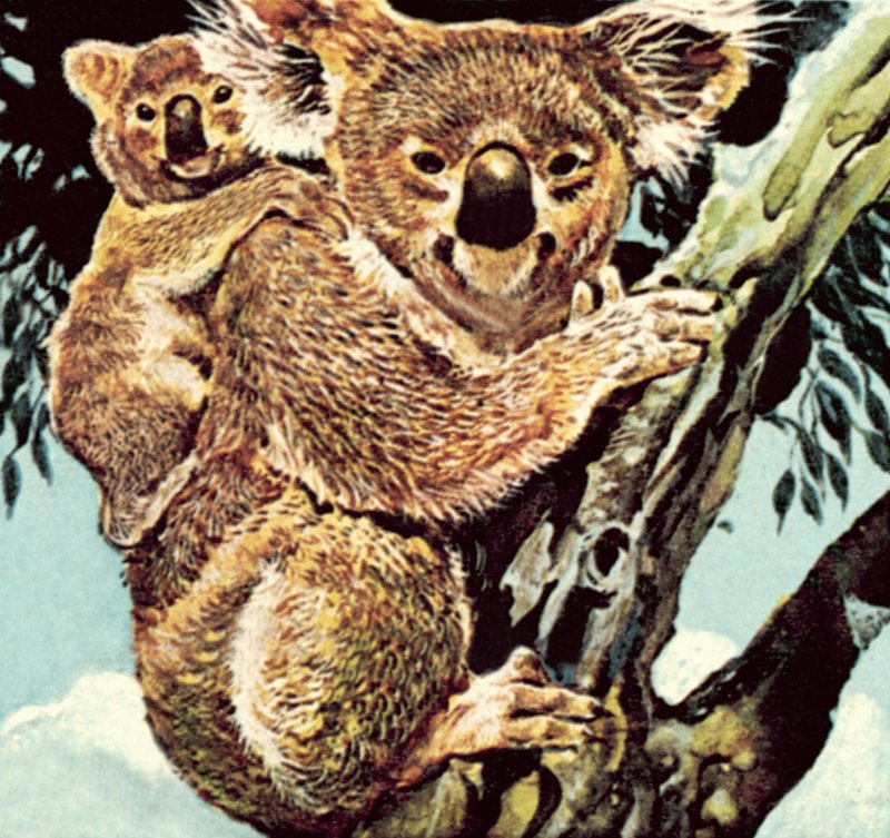 Urso coala de English School