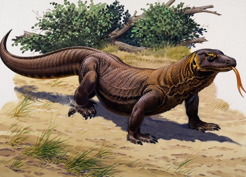Dragão de Komodo (guache sobre papel) de English School