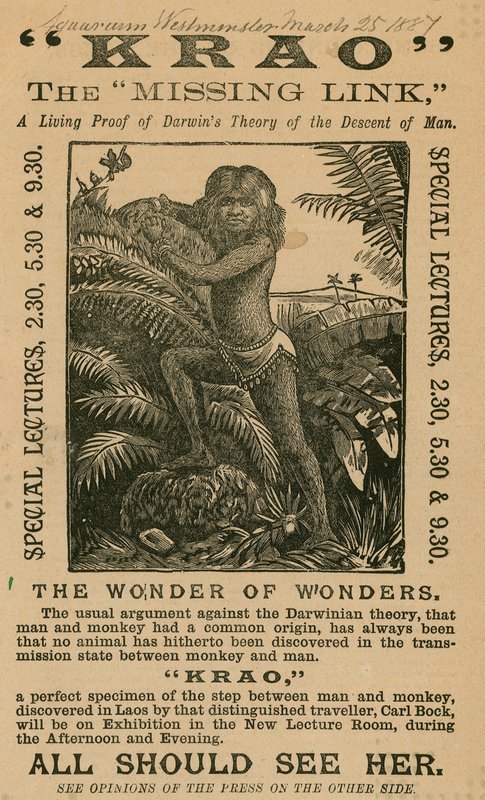 Krao, The Missing Link, exibido no aquário, Westminster, Londres, em 1887 de English School