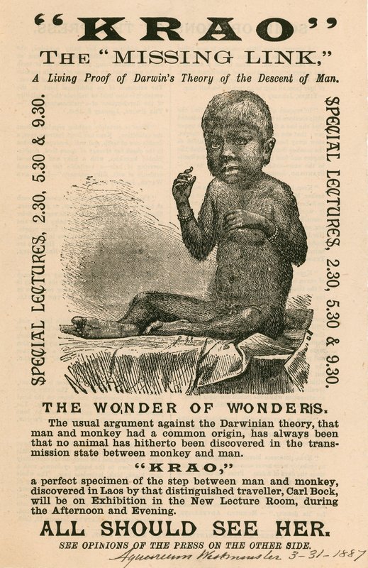 Krao, The Missing Link, exibido no aquário, Westminster, Londres, em 1887 de English School