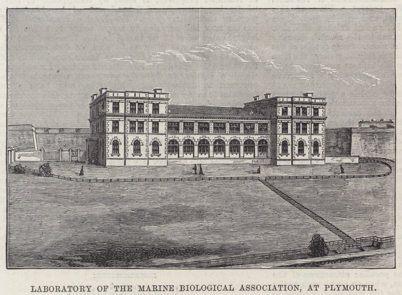 Laboratório da Associação Biológica Marinha, em Plymouth (gravura) de English School