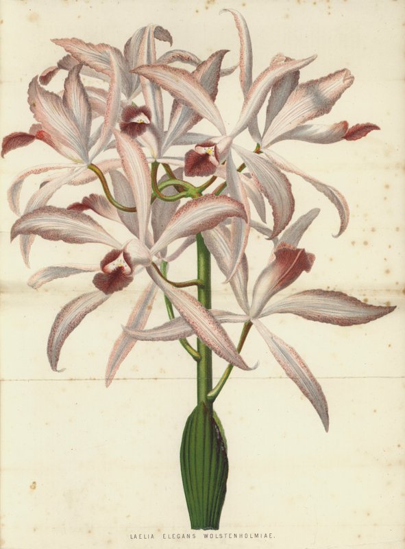 Laelia Elegans Wolstenholmiae de English School