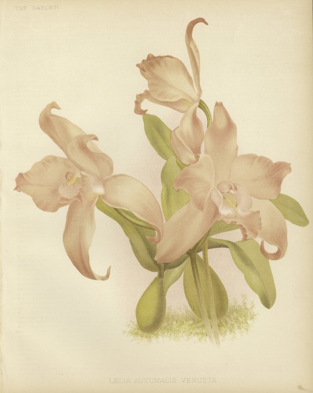 Cattleya Feira de Outono de English School