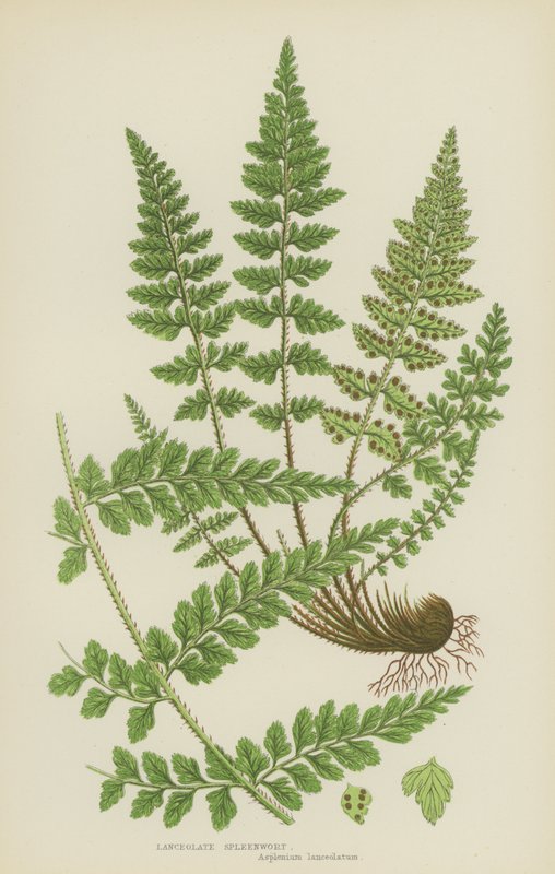 Lanceolate Spleenwort (litografia a cores) de English School
