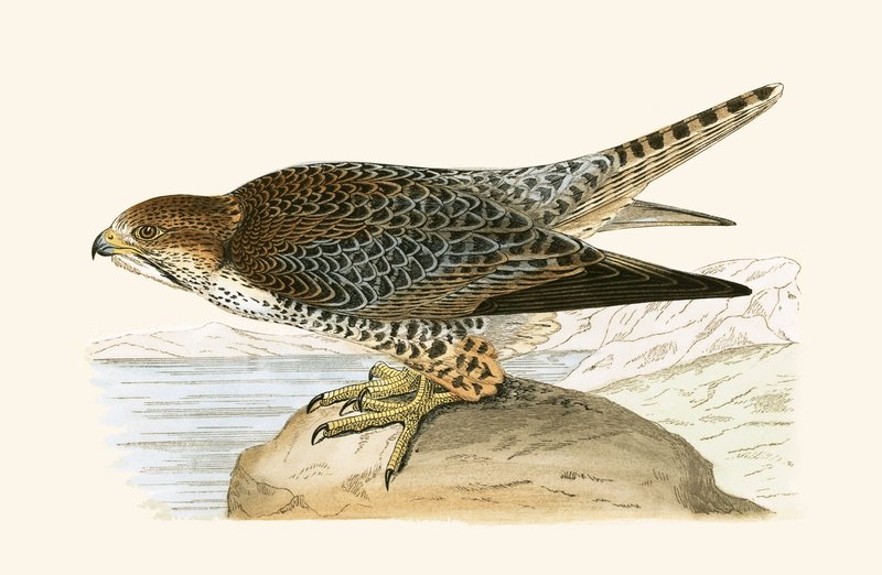 Lanner Falcon, ilustração de "Uma História das Aves da Europa Não Observadas nas Ilhas Britânicas", de Charles Robert Bree (1811-1886), publicada em 1867. de English School