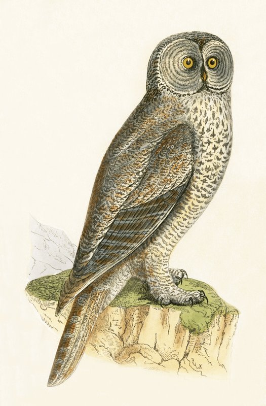 Lap Owl, ilustração de "Uma História das Aves da Europa Não Observadas nas Ilhas Britânicas", de Charles Robert Bree (1811-1886), publicado em 1867 de English School