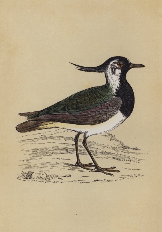 Lapidação (cor litho) de English School