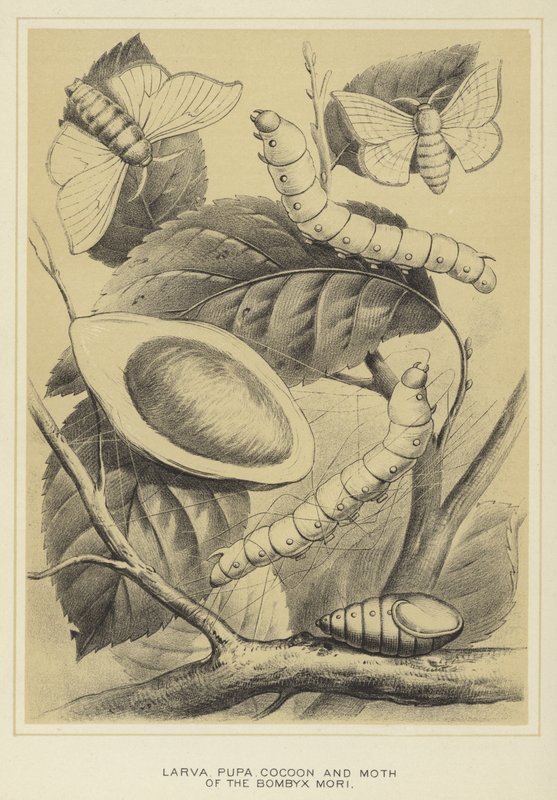 Larva, Pupa, Casulo e Mariposa do Bombyx mori de English School
