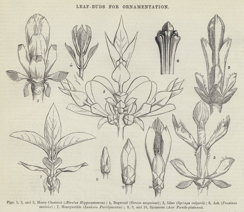 Leaf-Buds for Ornamentation (gravura) de English School