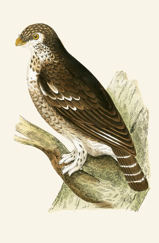Menos coruja pardal europeia, ilustração de "Uma história das aves da Europa não observada nas Ilhas Britânicas", de Charles Robert Bree (1811-1886), publicada em 1867 de English School