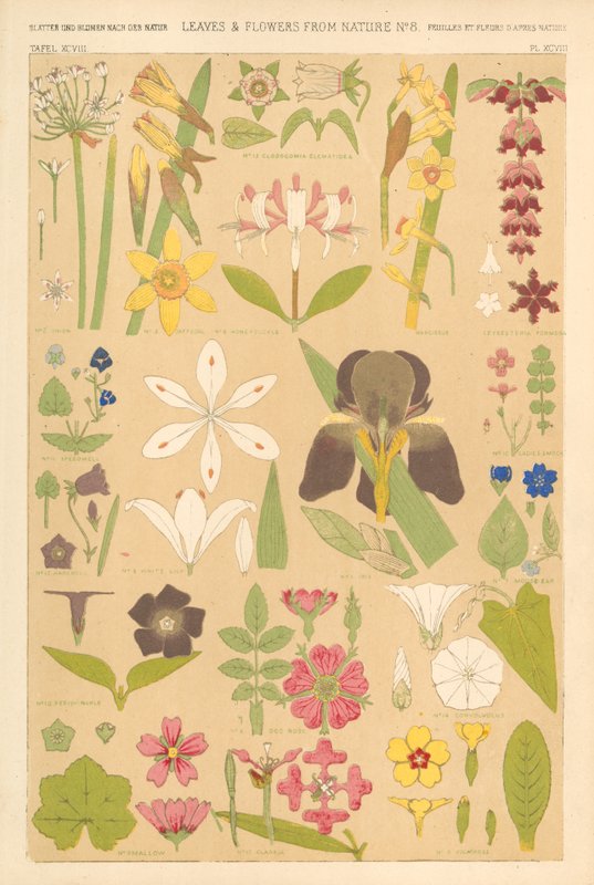 Folhas e flores da natureza de English School