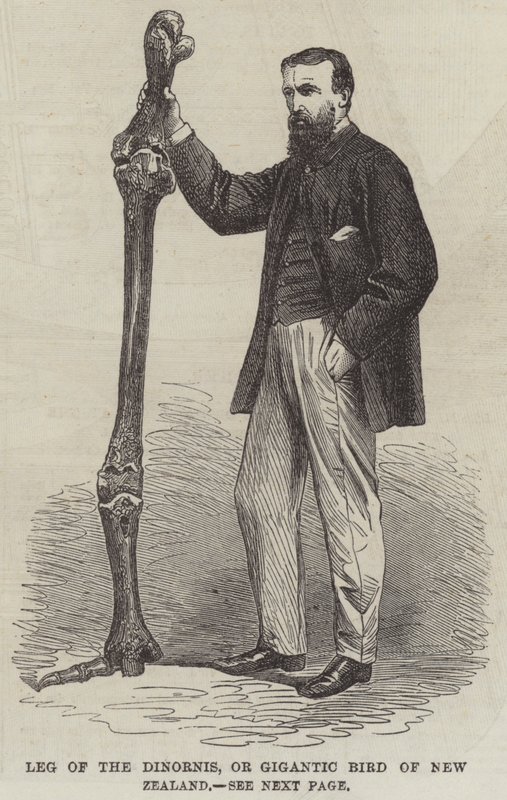 Perna do Dinornis, ou Pássaro Gigante da Nova Zelândia (gravura) de English School