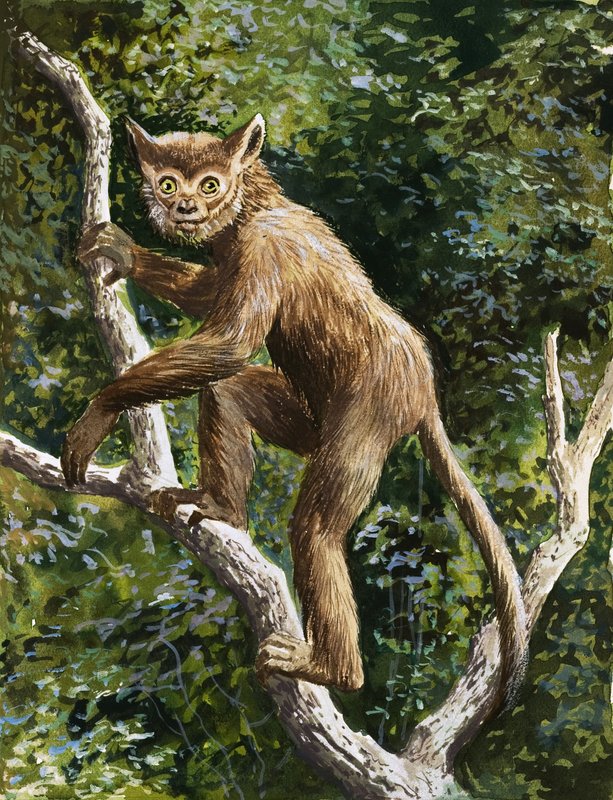 Lemur de English School