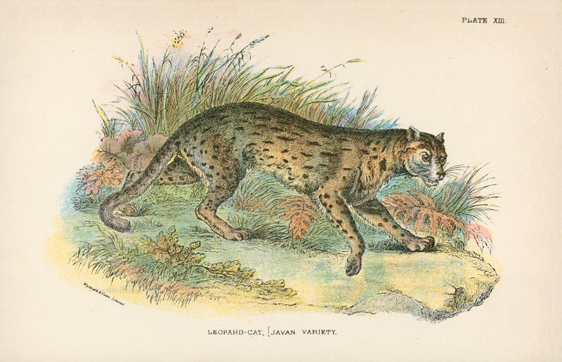 Leopardo-gato, [variedade de Javan] de English School