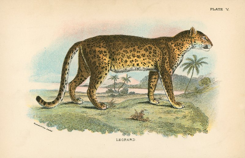 Leopardo de English School