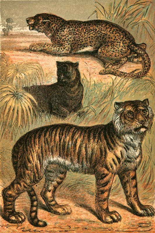 Leopardo, Pantera Negra e Tigre de English School