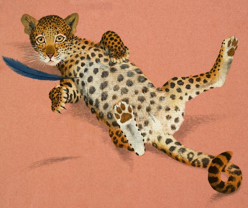 Filhote de leopardo de English School