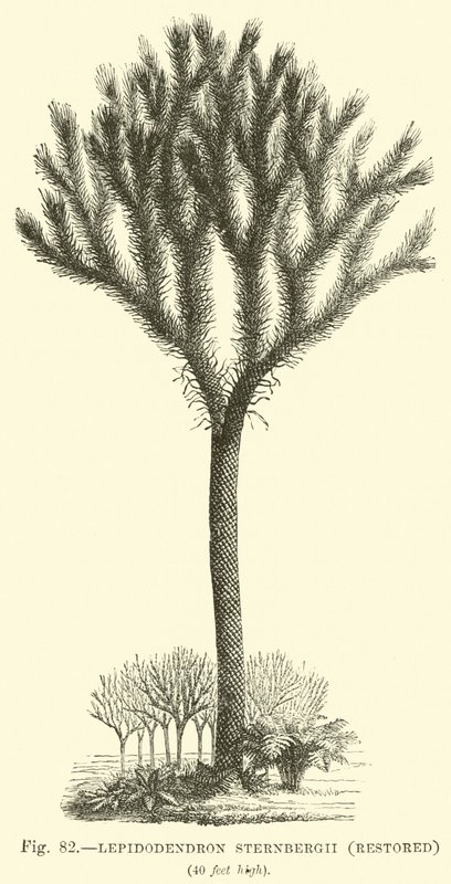 Lepidodendron Sternbergh, restaurado de English School