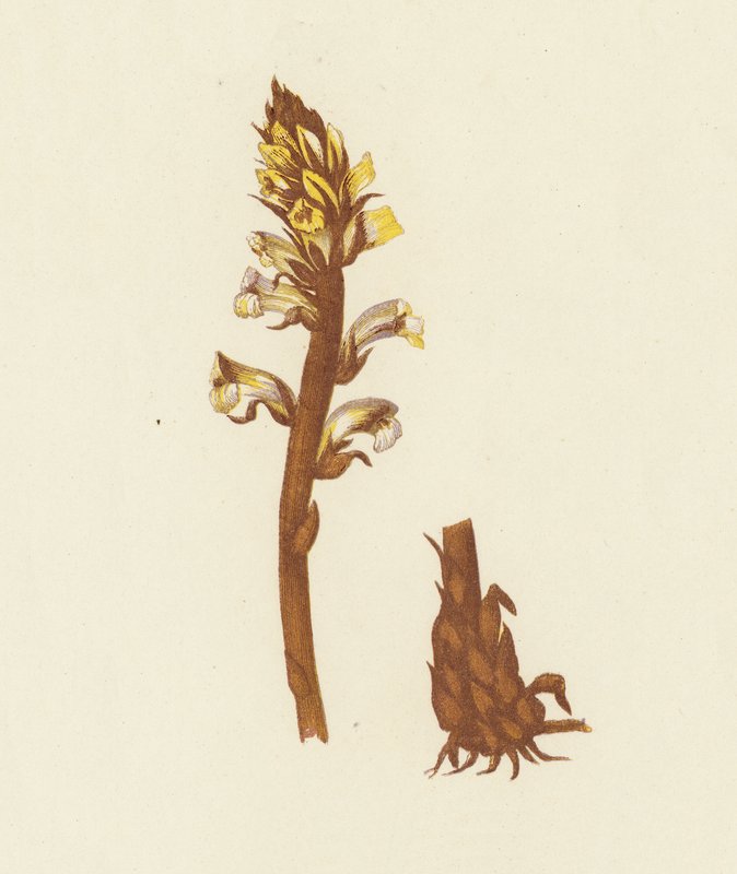 Orobanche Minor (litografia a cores) de English School