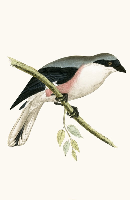 Picanço-cinzento-pequeno, ilustração de "Uma História das Aves da Europa Não Observadas nas Ilhas Britânicas", de Charles Robert Bree (1811-1886), publicado em 1867 de English School