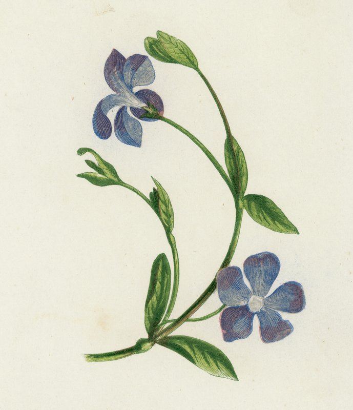 Lesser Periwinkle, Vinca Minor (cor litho) de English School