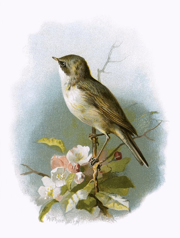 Menor Whitethroat de English School
