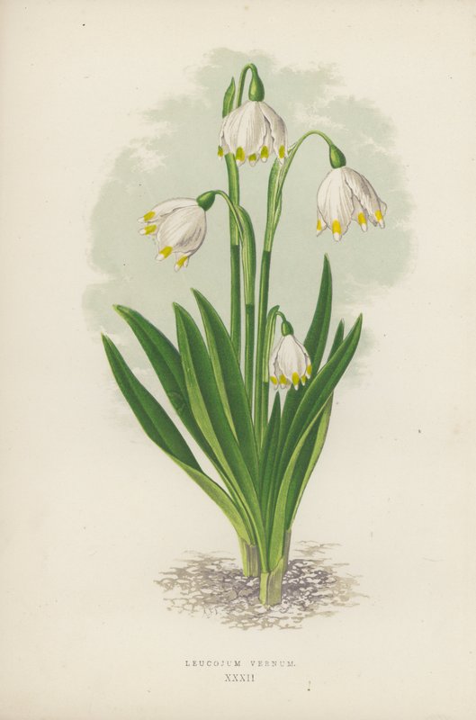 Leucojum Vernum (cor litho) de English School