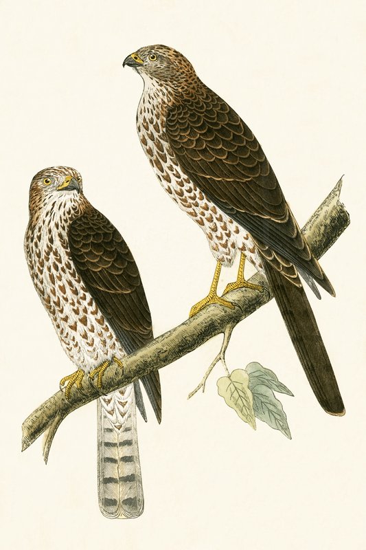 Levant Sparrow Hawk, ilustração de "Uma História das Aves da Europa Não Observadas nas Ilhas Britânicas", de Charles Robert Bree (1811-1886), publicado em 1867 de English School
