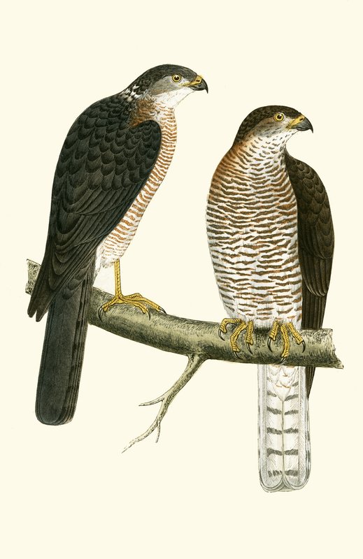 Levant Sparrow Hawk, ilustração de "Uma História das Aves da Europa Não Observadas nas Ilhas Britânicas", de Charles Robert Bree (1811-1886), publicado em 1867 de English School