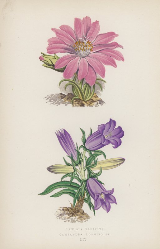 Lewisia Rediviva; Campanula Longifolia (cor litho) de English School