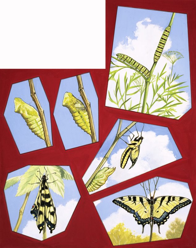 Ciclo de vida da borboleta de English School