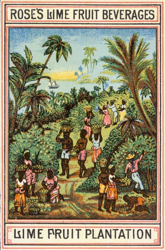 Plantação de frutas de limão de English School