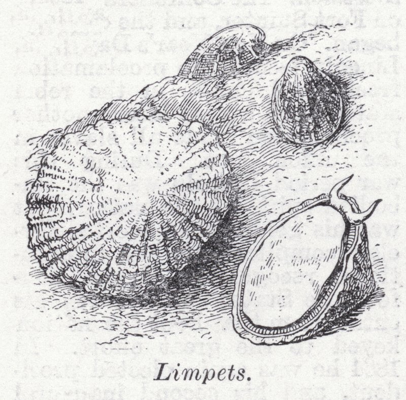 Lapas (litho) de English School