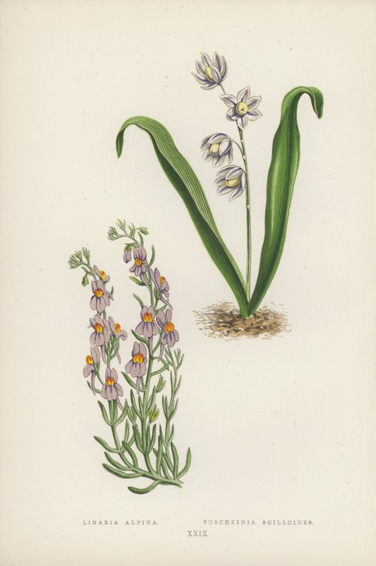 Linaria Alpina; Puschkinia Scilloides (cor litho) de English School