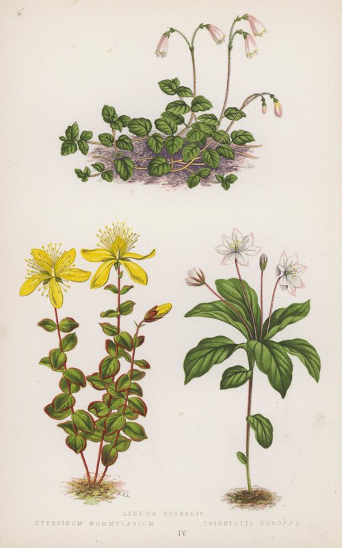 Linnaea Borealis; Hypericum Nummularium; Trientalis Europaea (litografia a cores) de English School