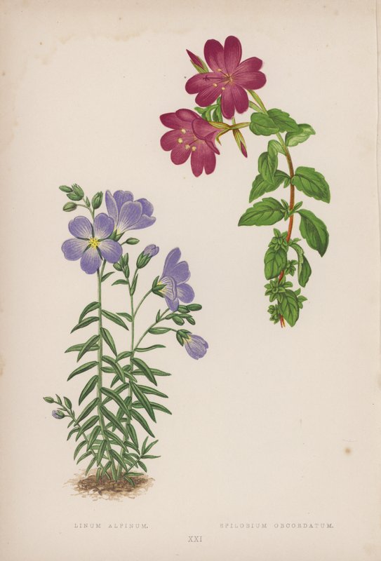 Linum Alpinum; Epilobium Obcordatum (litografia a cores) de English School