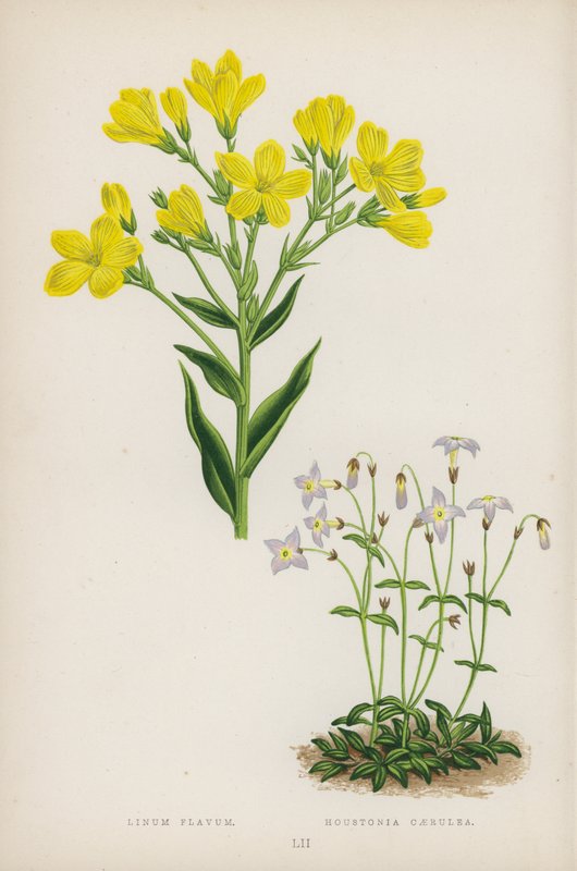 Linho Amarelo; Houstonia Blue (lito colorido) de English School