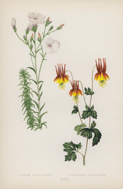 Linum Salsoloides; Aquilegia Canadensis (cor litho) de English School