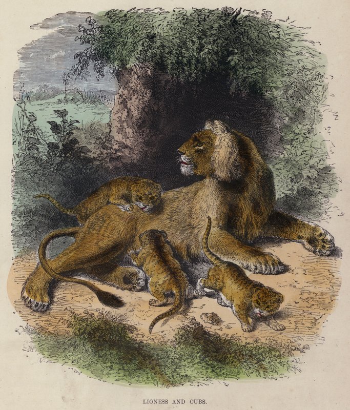 Lioness and Cubs (gravura colorida) de English School