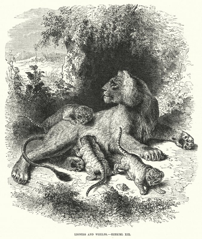 Lioness e Whelps, Ezequiel XIX (gravura) de English School